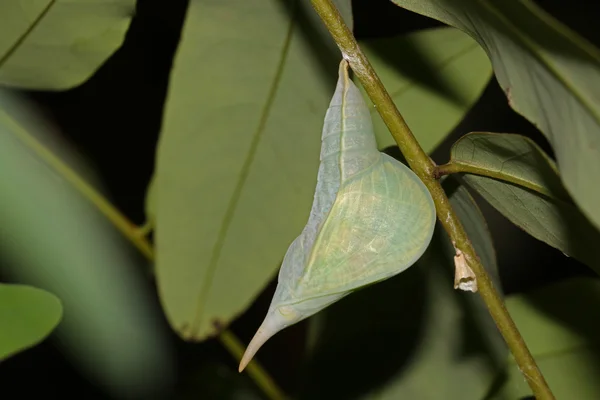 Vlinder cocoon opknoping over blad — Stockfoto