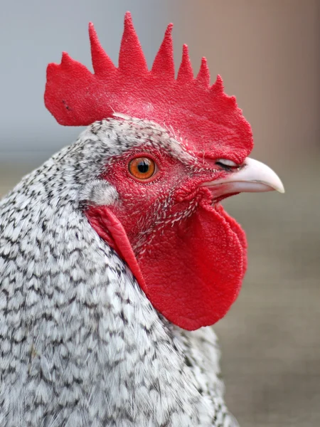 Holland csirke fej — Stock Fotó
