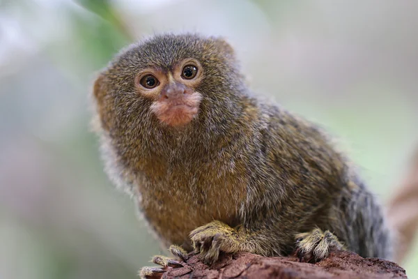 Cute pygmy monkey — Stock Photo, Image