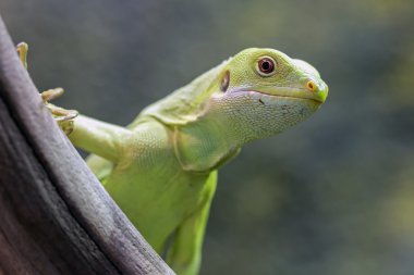 Genç Fiji Iguana