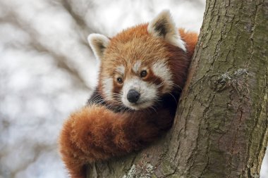 Ağaçtaki kırmızı panda