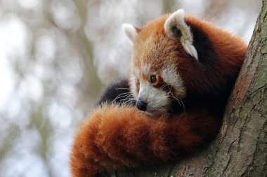 Ağaçtaki kırmızı panda