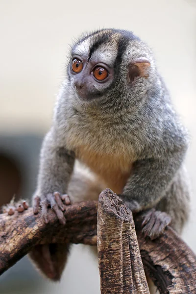 Jovem macaco coruja — Fotografia de Stock