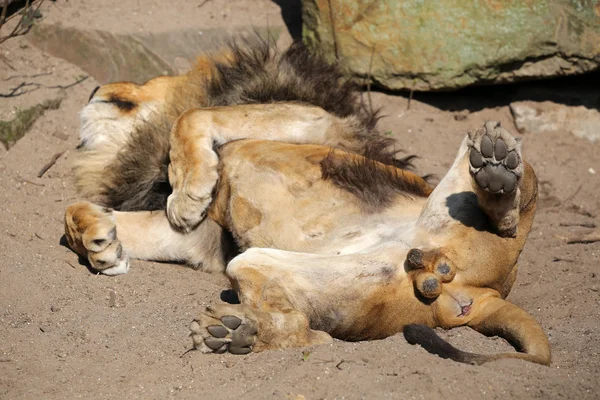 León acostado al aire libre — Foto de Stock