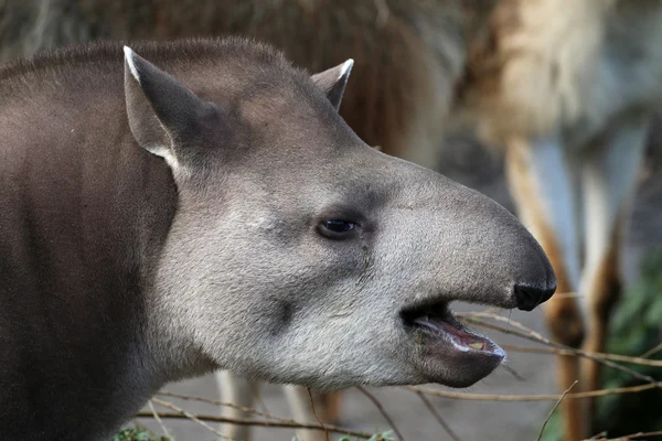 Bruin tapir hoofd — Stockfoto