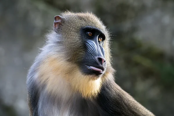 Mandrill macaco ao ar livre — Fotografia de Stock