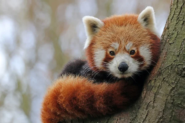 Panda vermelho na árvore — Fotografia de Stock