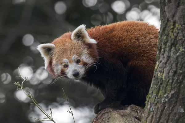 Roter Panda auf dem Baum — Stockfoto