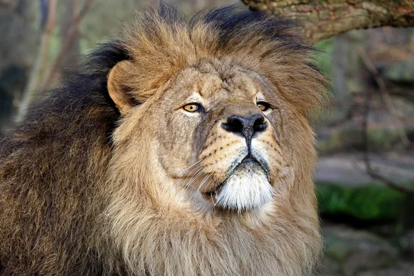 Gran león africano — Foto de Stock