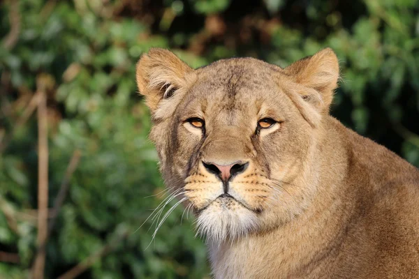 Big lioness head — Stock Photo, Image