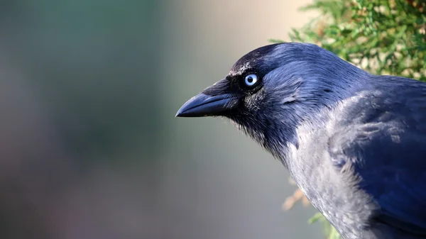 블루 jackdaw 새 — 스톡 사진