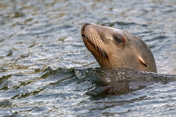 León marino en el agua — Foto de Stock