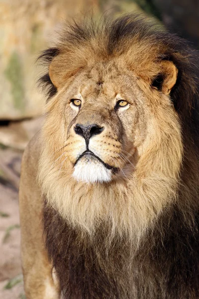 Grande testa di leone — Foto Stock