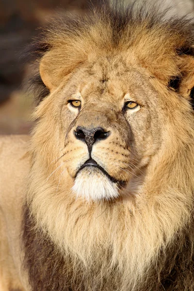 Big lion 's head — стоковое фото