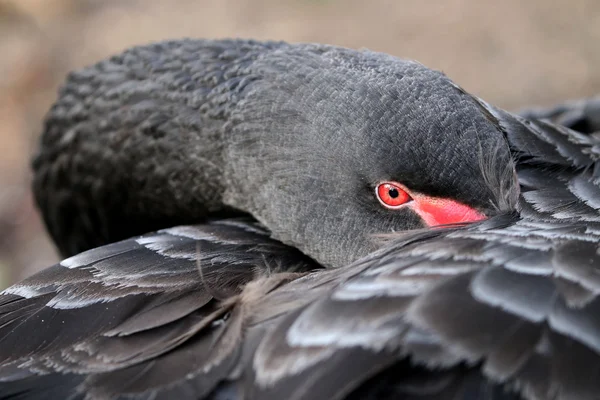 Black swan bird — Stock Photo, Image