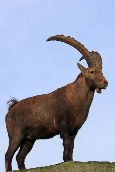 Alpine ibex and blue sky — Stock Photo, Image