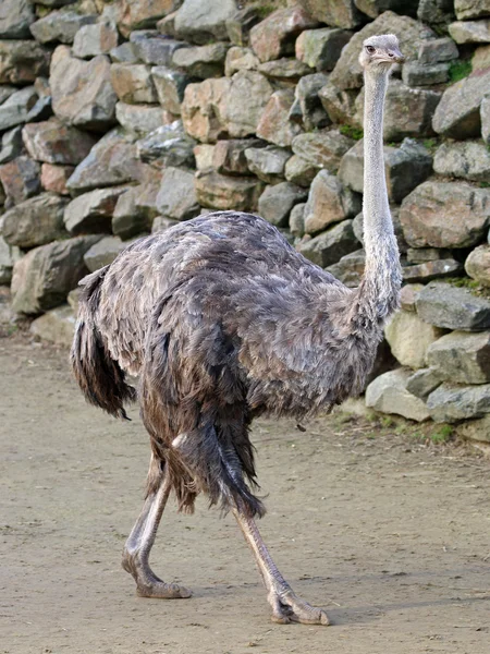 Straußenvogel beim Wandern — Stockfoto