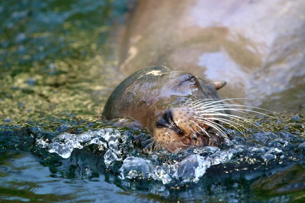 Lion de mer dans l'eau — Photo