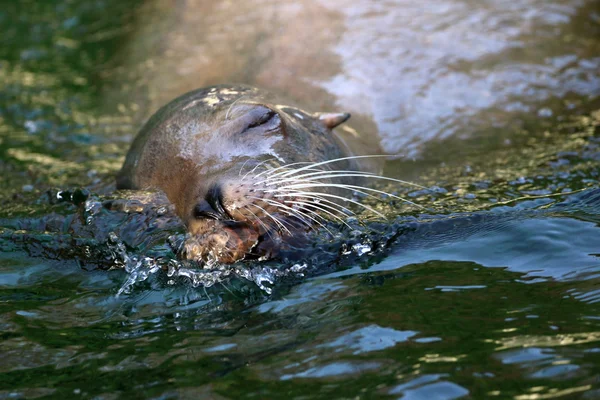 León marino en el agua — Foto de Stock