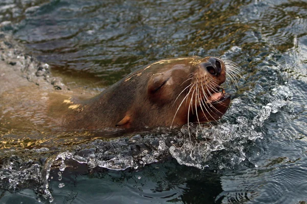 Lion de mer dans l'eau — Photo