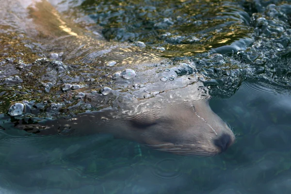 León marino en el agua — Foto de Stock