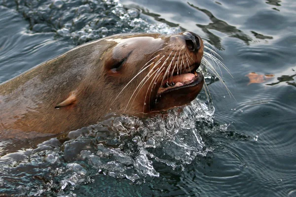 Lion de mer dans l'eau — Photo