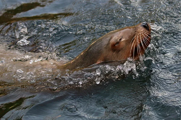 León marino en el agua — Foto de Stock