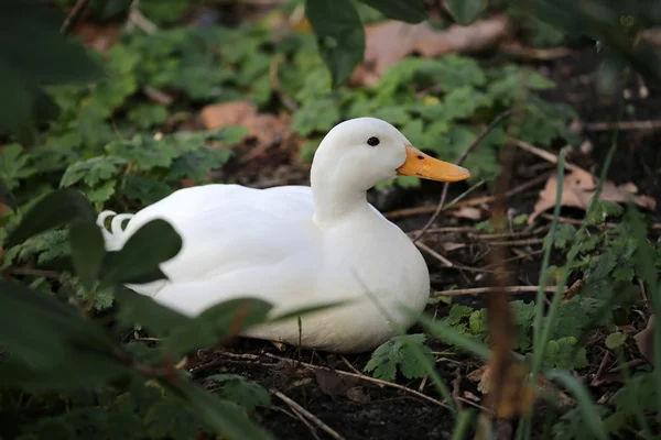 Witte eend in bos — Stockfoto