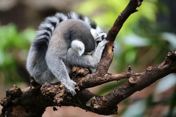 Lemur-de-cauda-anelada — Fotografia de Stock