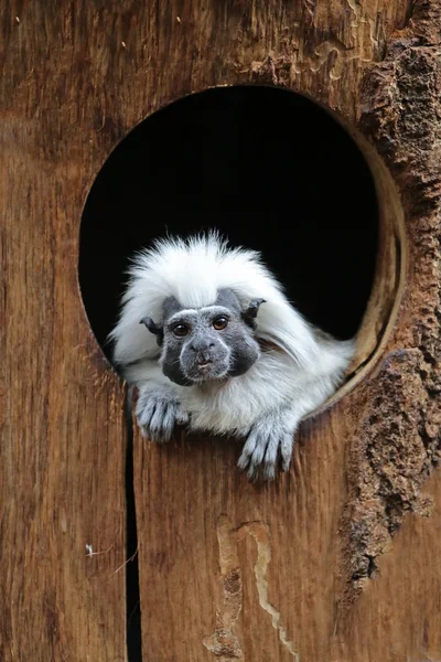 Bu pembe maymun delik oturan — Stok fotoğraf