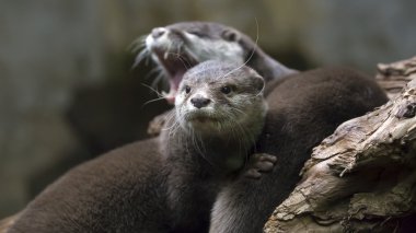 cute brown otters clipart