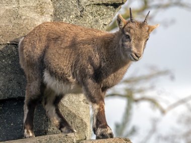 Taş Alp dağ keçisi 