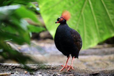 Rollulus rouloul kuşu