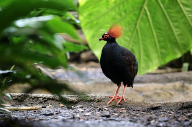 Rollulus rouloul kuşu