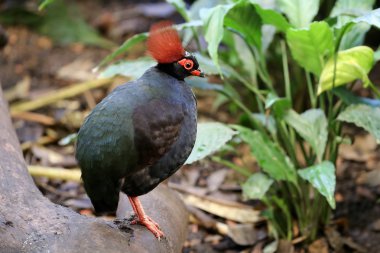 Rollulus rouloul kuşu