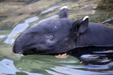Suda yüzen tapir 