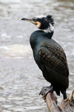 güzel karabatak kuşu 