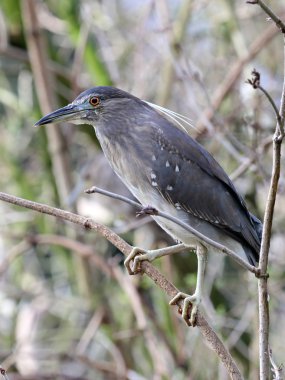 Balıkçıl kuş dalı 