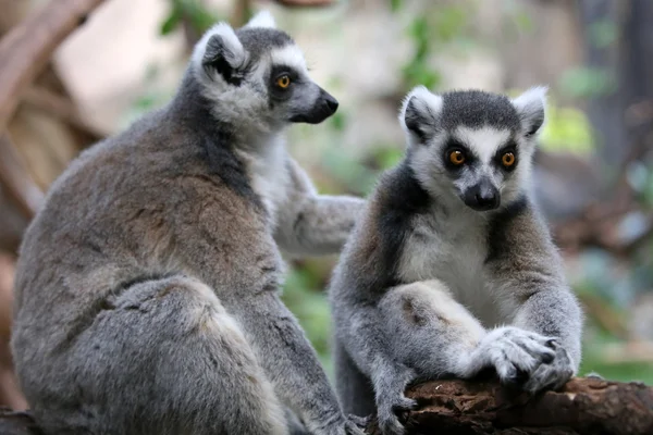 Ring-tailed lemurs — Stock Photo, Image