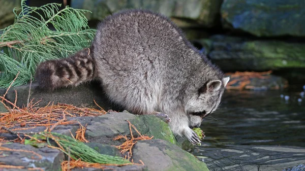 Waschbär spaziert im Wald — Stockfoto