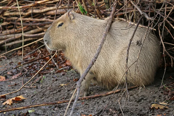 Yerde oturan Capibara — Stok fotoğraf