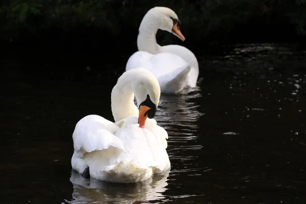 Cisnes brancos na água — Fotografia de Stock