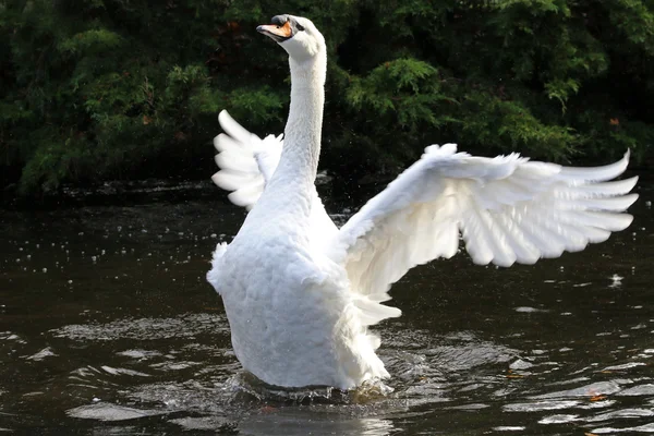 Bellissimo cigno bianco — Foto Stock