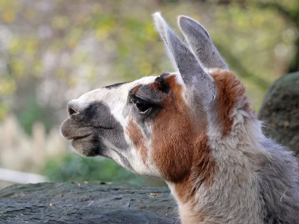 Linda cabeza lama — Foto de Stock