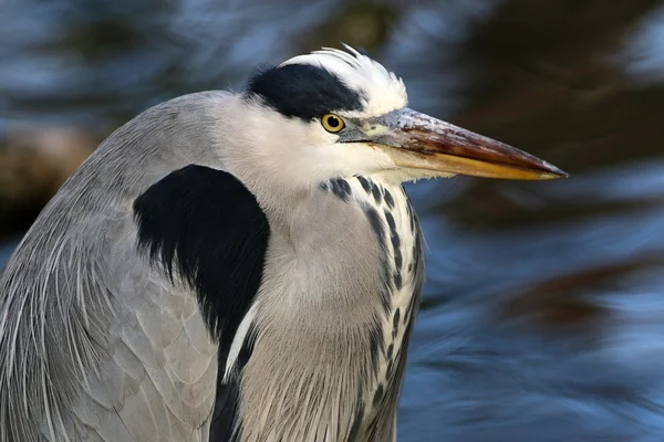 Mavi balıkçıl kuş — Stok fotoğraf