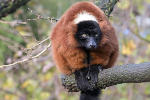 Red Lemur op boom — Stockfoto