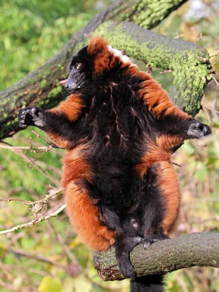 Rotmaki auf Baum — Stockfoto