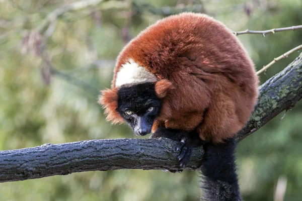 Lemur vermelho na árvore — Fotografia de Stock