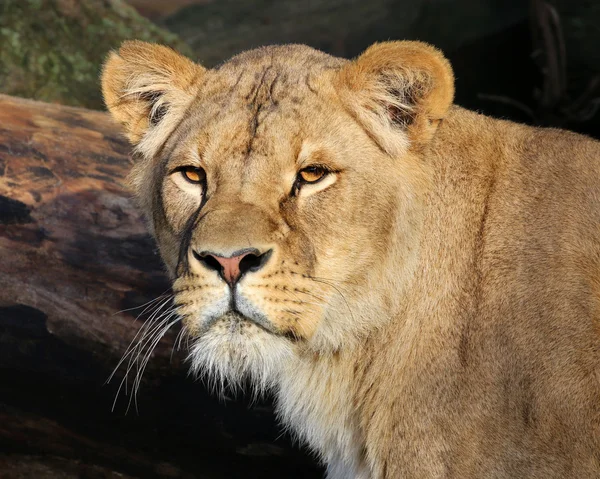 Beautiful lioness head — Stock Photo, Image