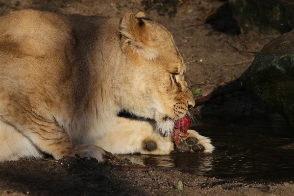 水の近くを食べるライオン — ストック写真